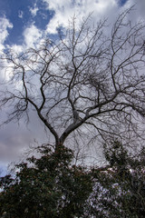 naked tree leaves with blue and cloudy sky in the background