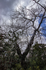 naked tree leaves with blue sky in the background