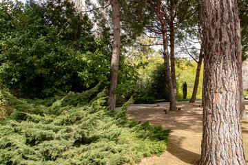 everal trees in the garden