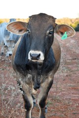 Naklejka premium black and brown cow close up vertical image