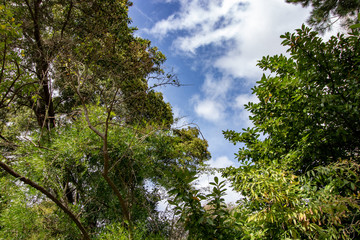 vegetation of a garden with blue sky in the background