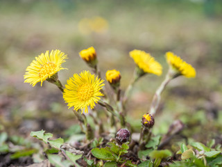Huflattich Gelbe Heilpflanze im Frühling
