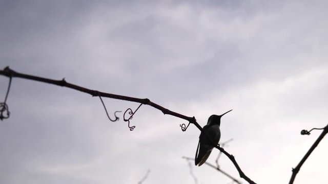 A hummingbird in silhouette flying in slow motion and landing on a small branch to rest after collecting nectar and pollinating plants and flowers.