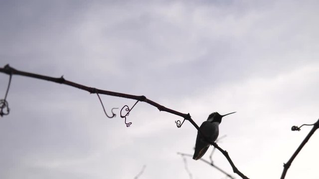 A hummingbird in silhouette flying fast and landing on a small branch to rest after collecting nectar and pollinating plants and flowers.
