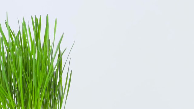 Closeup of a rotating fresh new bunch of green grass on a white background.