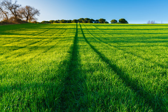 freshly planted green wheat field landscape with a dirt road path and a forest on the horizon © evoks24