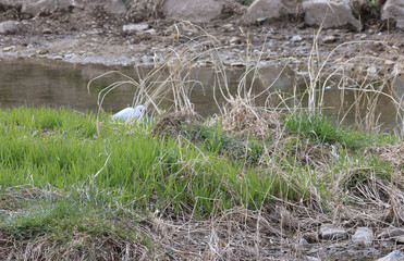 냇가 풀과 백로