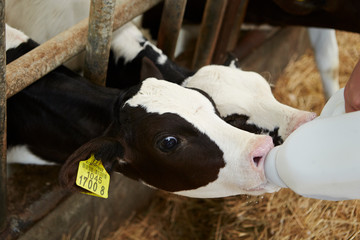 Feeding baby cows  - obrazy, fototapety, plakaty