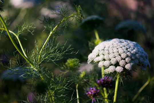 White ammi flowers bloom among deep green foliage in a summer garden.