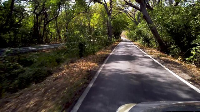 Car rental concept, drivers view of curvy and narrow road, tree alley, with trees on sides, driving in wilderness of Curacaos mountains, car rental concept in the Caribbean, travel and vacation