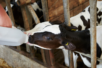 Feeding baby cows  © mnimage