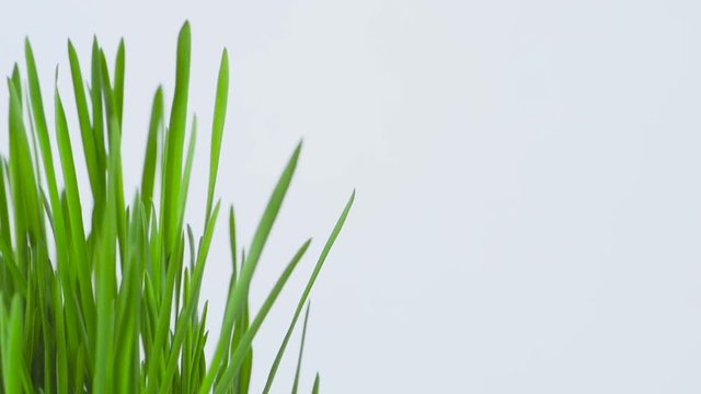Closeup of a rotating fresh new bunch of green grass on a white background.