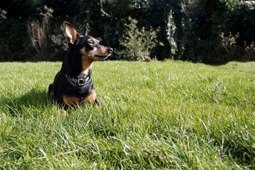 Dog dwarf pinscher is lying on a green grass. - Image