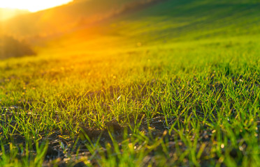Fototapeta na wymiar green grass on the field during sunset. countryside agricultural landscape