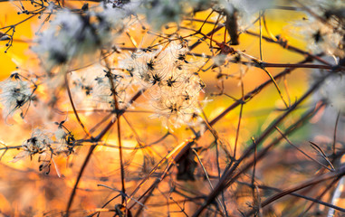 back lighted white fluffy flowers of cotton grass closeup with a sunset light