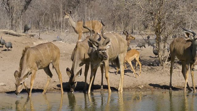A small breeding herd of kudu at a waterhole are startled, causing some to run away in slow motion.