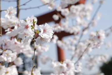 京都の桜