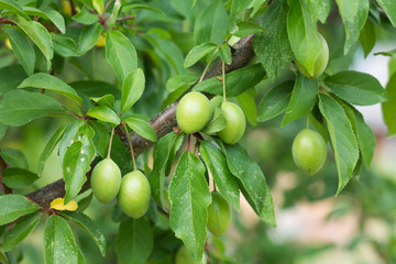 unripe green fruits on a branch, plum
