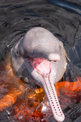 Boto Cor de Rosa ou Boto Vermelho no rio Negro. Manaus, Amazonas, Brasil.