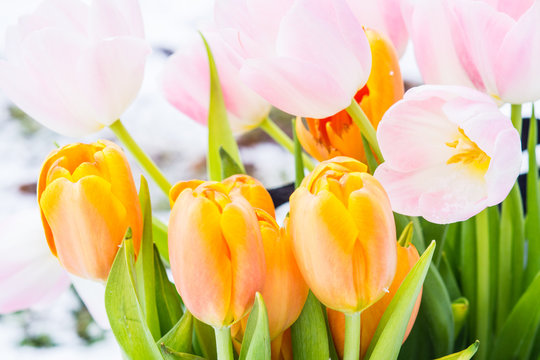 Tulips on the snow in early spring