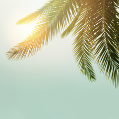 Fototapeta na wymiar Palm tree against sky, beautiful tropical background