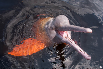 Boto Cor de Rosa ou Boto Vermelho no rio Negro. Manaus, Amazonas, Brasil.