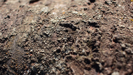 Wood texture. Tree bark. Close-up