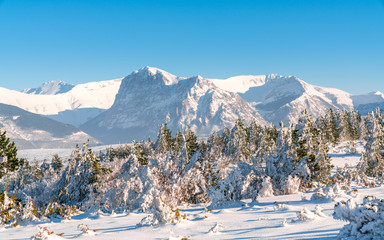 beautiful evergreen forest covered in snow  on a sunny day against a snowy mountain landscape