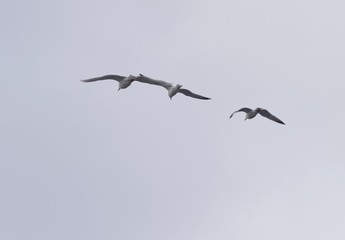 group of three seagulls flying side by side 