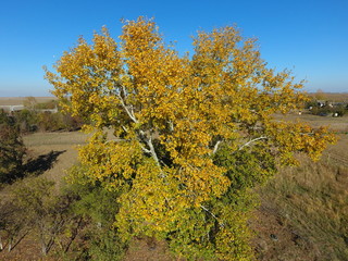 Fototapeta premium Yellow leaves on a silver poplar, top view