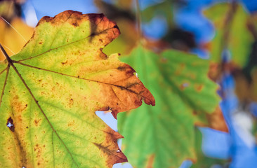 Naklejka na ściany i meble Aging maple leaf during autumn or fall