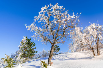trees covered in snow and ice under meters of snow. winter landscape background.
