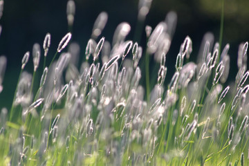 wild grasses