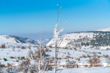 frozen branch with a blurred snowy mountain landscape background. hoardfrost on a twig
