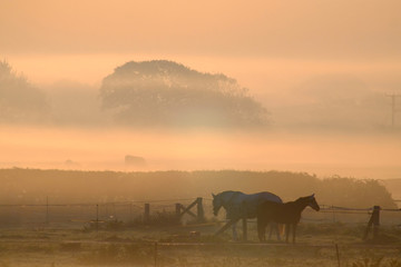 Fototapeta na wymiar misty horses