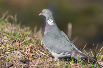 Wild pigeon on the grass