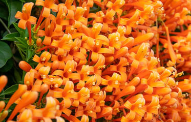 close up Pyrostegia venusta or Orange trumpet, Flame flower in garden