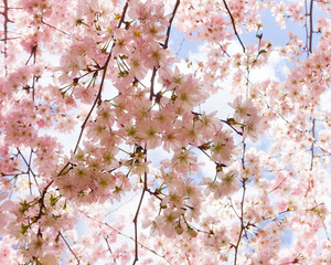 primavera sakura