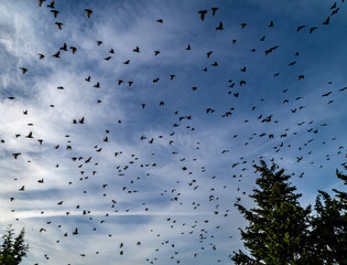 Stormi di uccelli