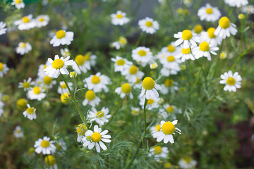 Fototapeta premium field of pharmaceutical chamomile
