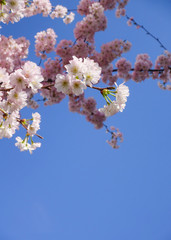 fiori di cigliegio primavera cielo azzurro bello sfondo