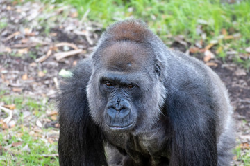 Gorilla face close up, nostrils and eyes details, serious powerful look, staring directly into the camera, ape kept in zoo