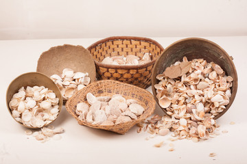 sea shells in a vase