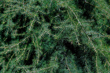 texture leaf sunny summero autumn winter pattern