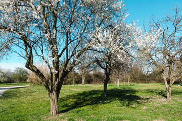 Fototapeta na wymiar giardino alberi di mela fiori bianchi