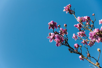 fiori di magnolia cielo azzurro
