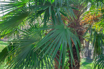 Obraz na płótnie Canvas banana tree green leaf sunny sun day italy como garden