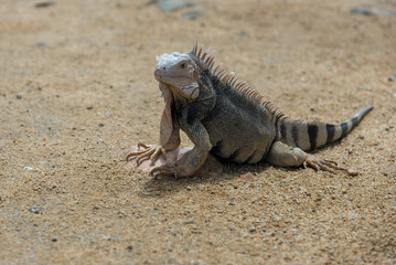Iguana in natural habitat on the island of Aruba. Netherlands Antilles