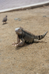 Iguana in natural habitat on the island of Aruba. Netherlands Antilles