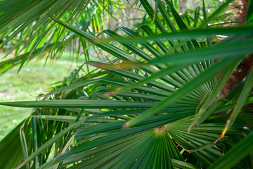 Fototapeta na wymiar banana tree green leaf sunny sun day italy como garden